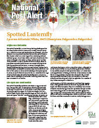 Regional IPM Centers Spotted Lanternfly Pest Alert