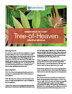Tree-of-Heaven