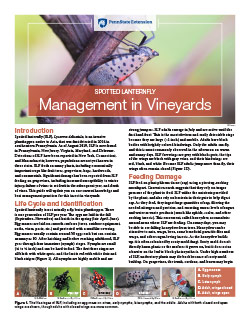 Spotted Lanternfly Management in Vineyards