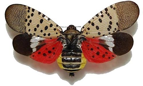 Adult spotted lanternfly