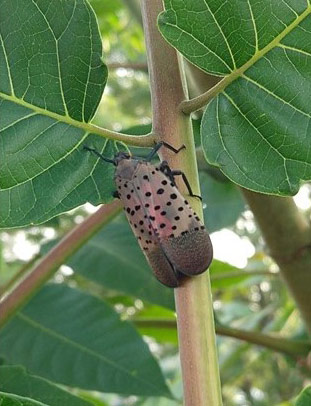 Adult spotted lanternfly