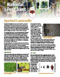 Regional IPM Centers Spotted Lanternfly Pest Alert