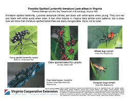 Possible Spotted Lanternfly Look-alikes