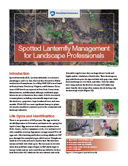 Spotted Lanternfly Management for Landscape Professionals
